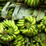 Bananas verdes orgânicas recém-colhidas em uma superfície rústica.