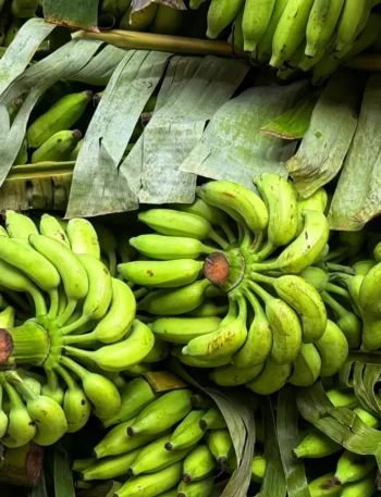 Bananas verdes orgânicas recém-colhidas em uma superfície rústica.